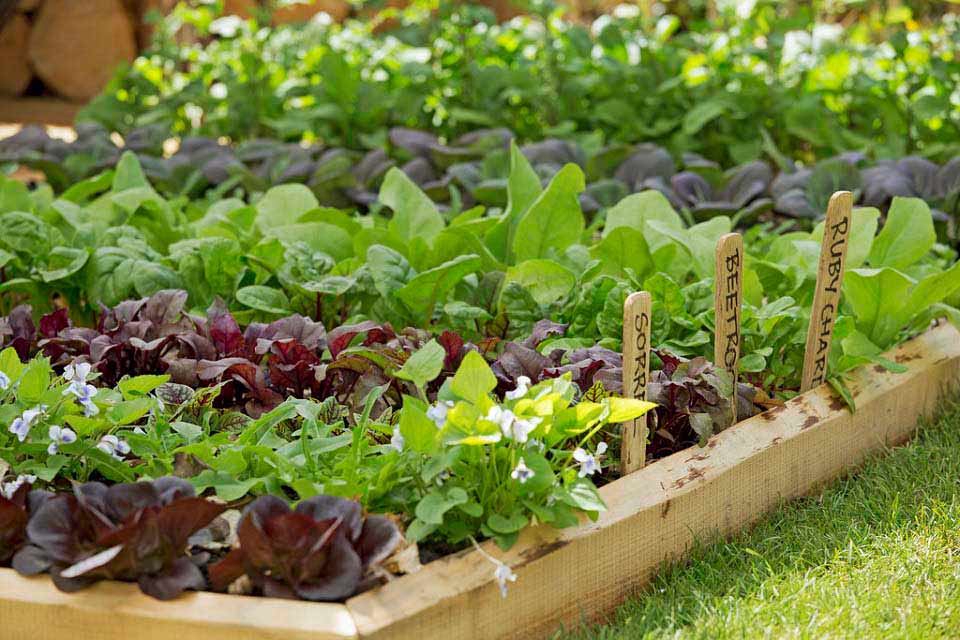 A Soil Pit With Green Vegetables Planted