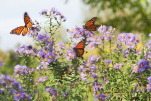 Violet Color Flowers With Orange Butterflies